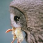 The Great Grey Owl and Lunch.