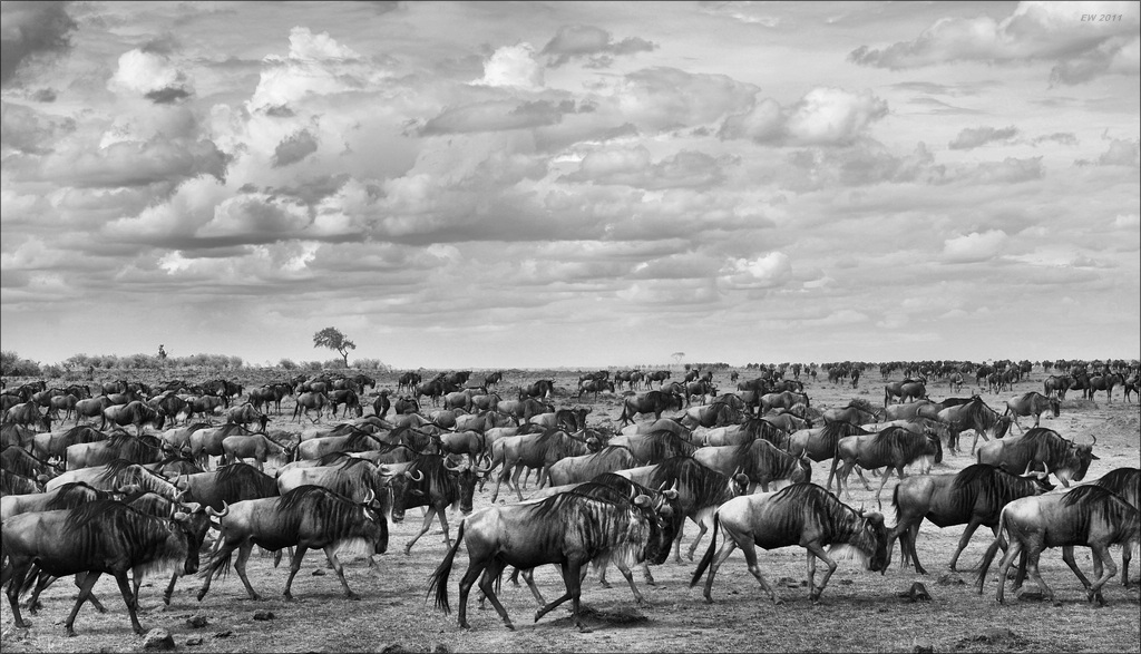 The Great Migration