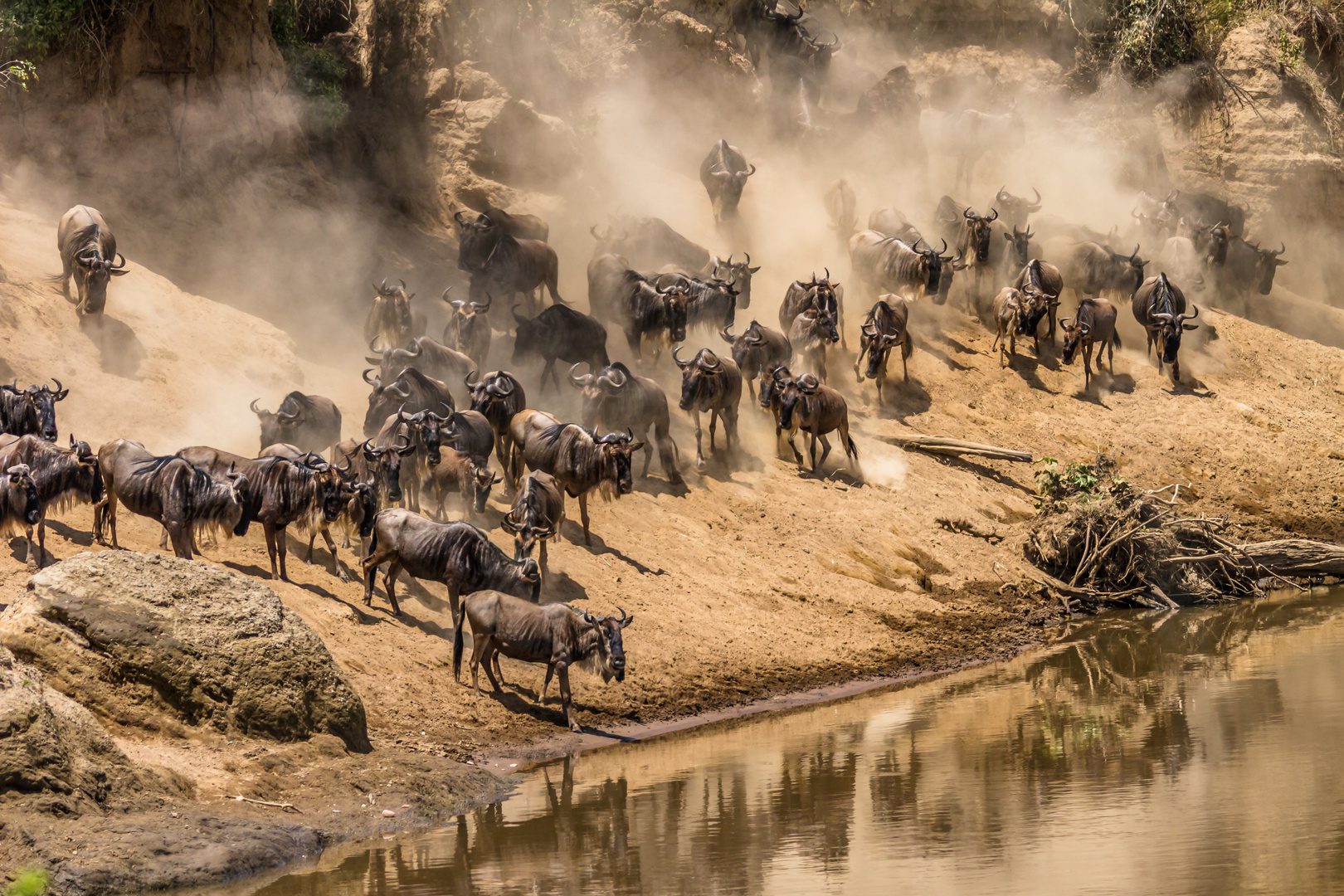 The Great Migration - Masai Mara