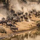 The Great Migration - Masai Mara