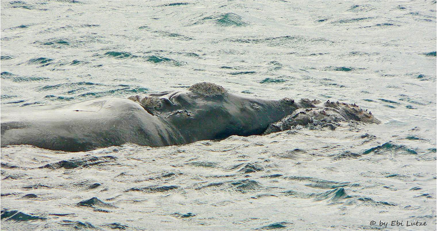 * the great southern right wale / whale watch in the encounter bay *