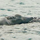 * the great southern right wale / whale watch in the encounter bay *