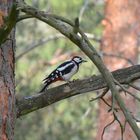 The great spotted woodpecker