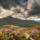 The Great Sugarloaf