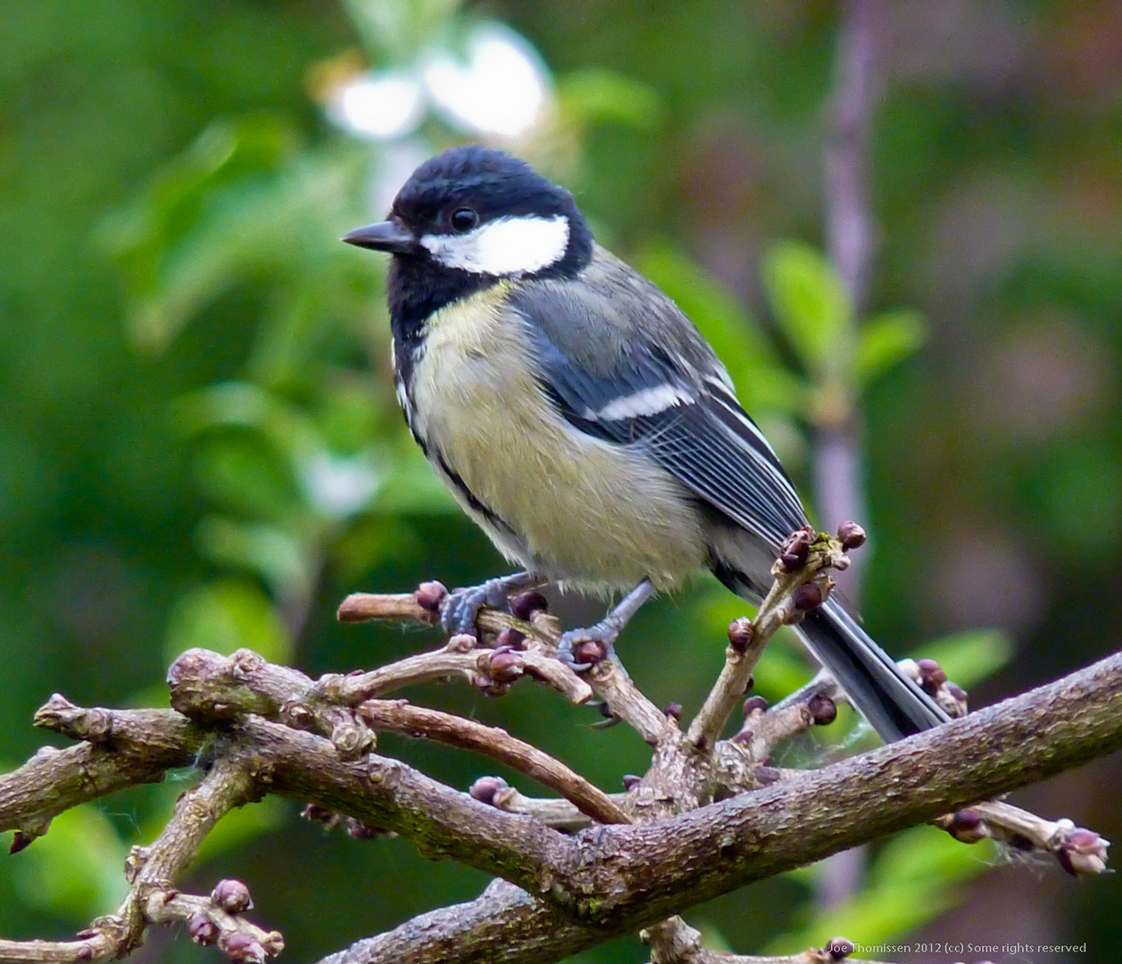 The Great Tit