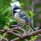 The Great Tit