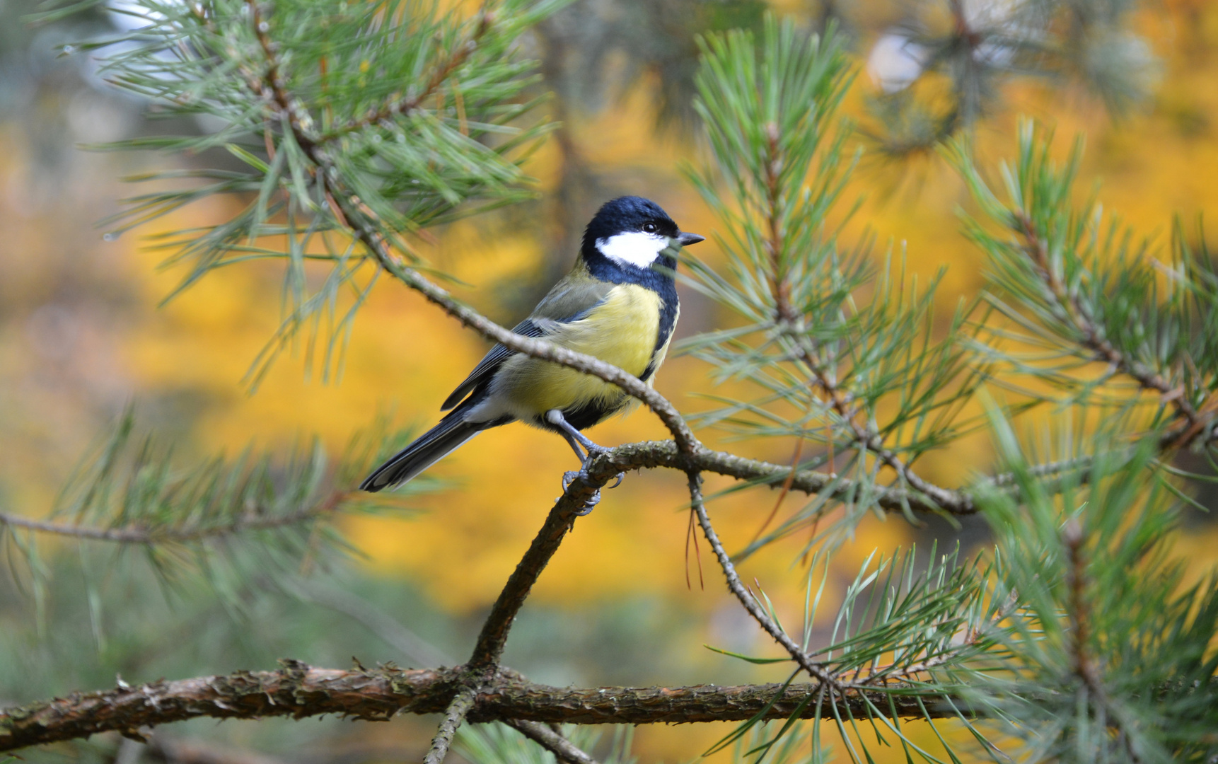 The great tit