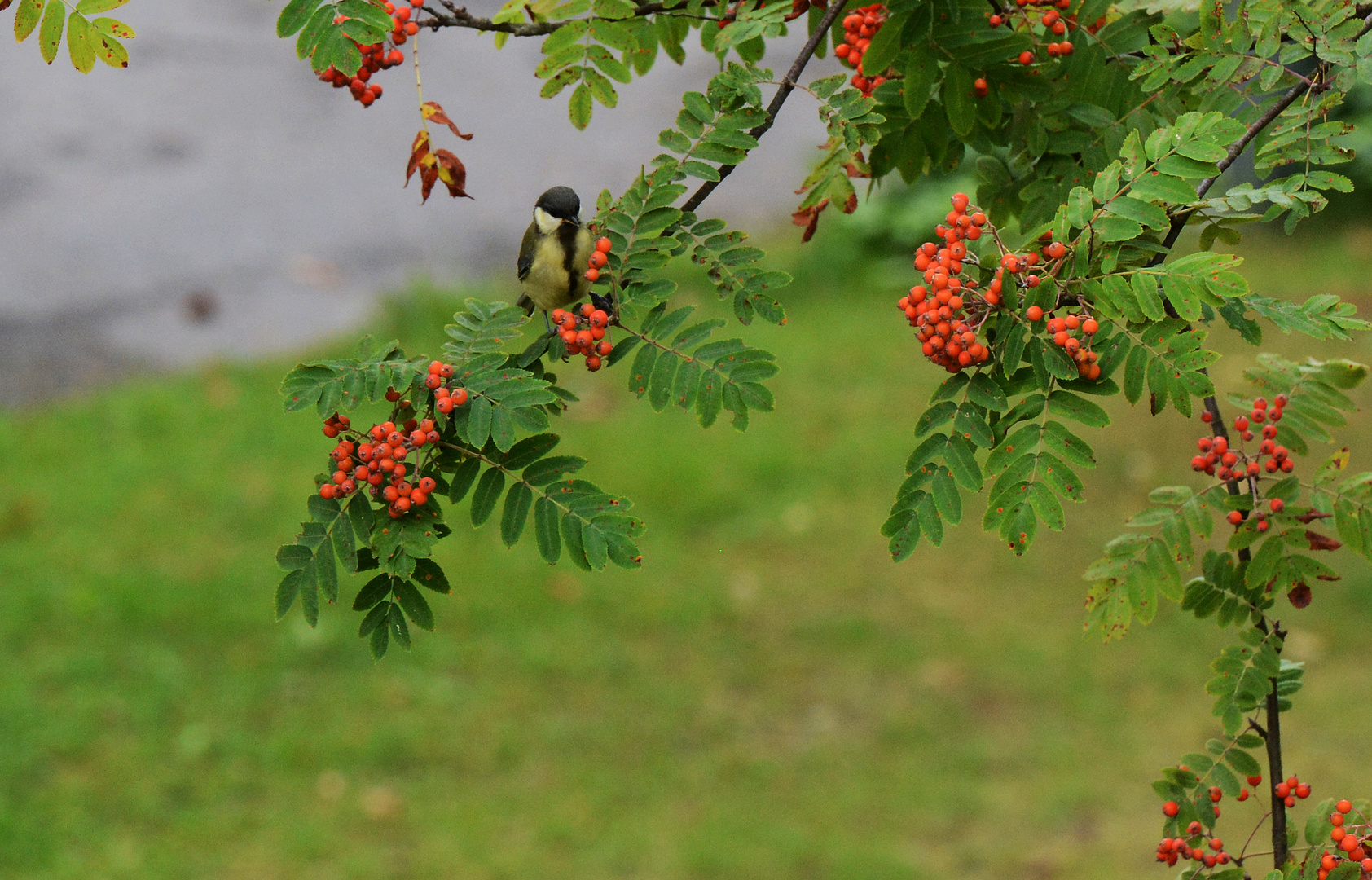 The great tit (Parus major) on Sorbus