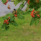 The great tit (Parus major) on Sorbus