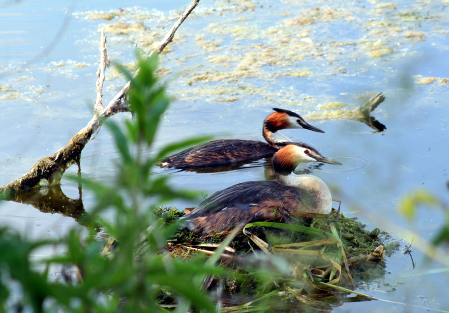 The Grebe family