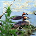 The Grebe family