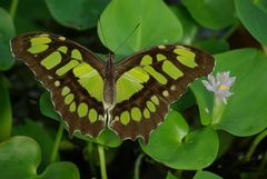 the green butterfly