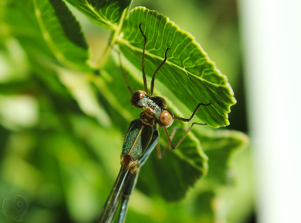 The Green Dragon lurking