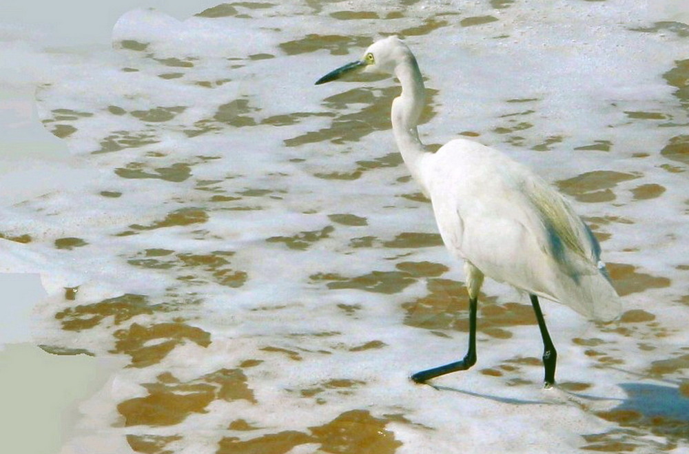 THE GREEN EYE HERON