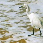 THE GREEN EYE HERON