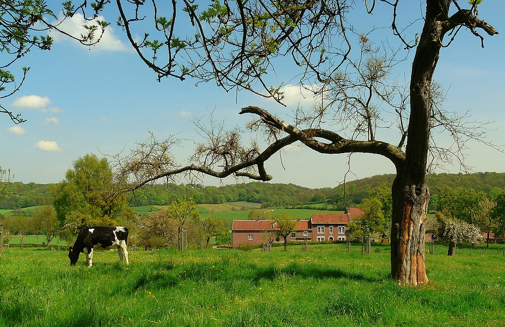 The green fields of Flanders (Belgium)