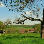 The green fields of Flanders (Belgium)