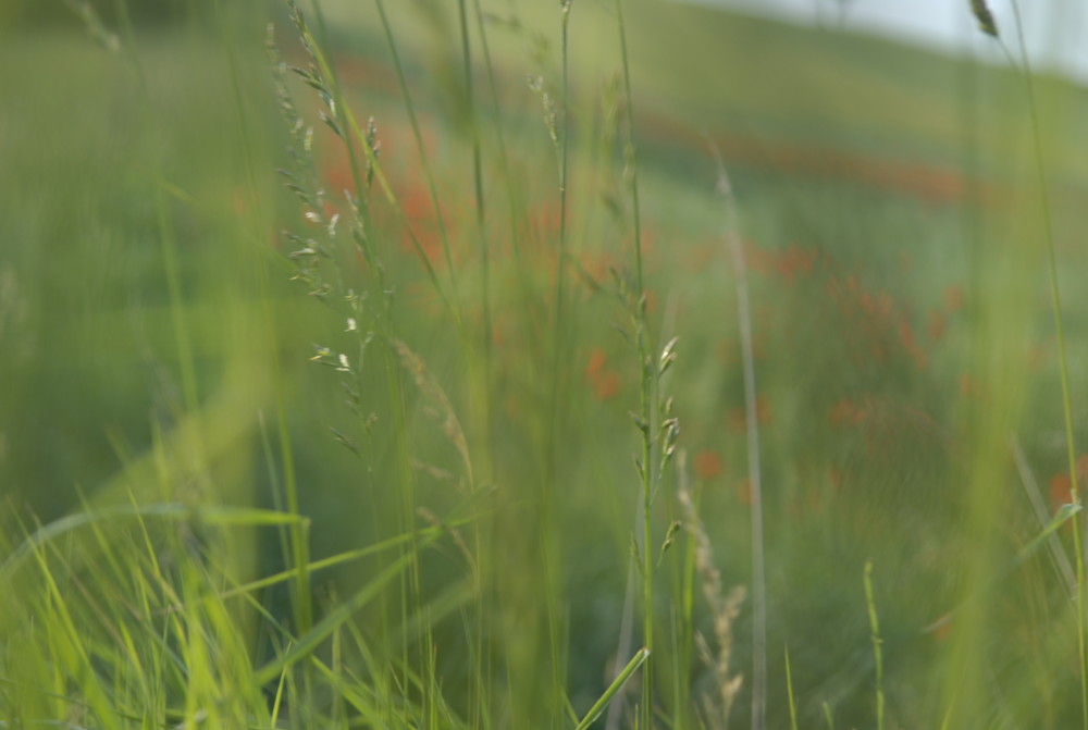 The green green gras of home