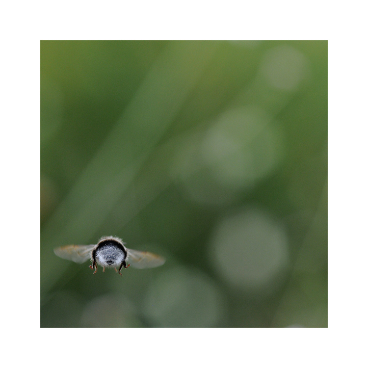 The Green Green Grass Of Home Foto & Bild sommer, grün, natur Bilder