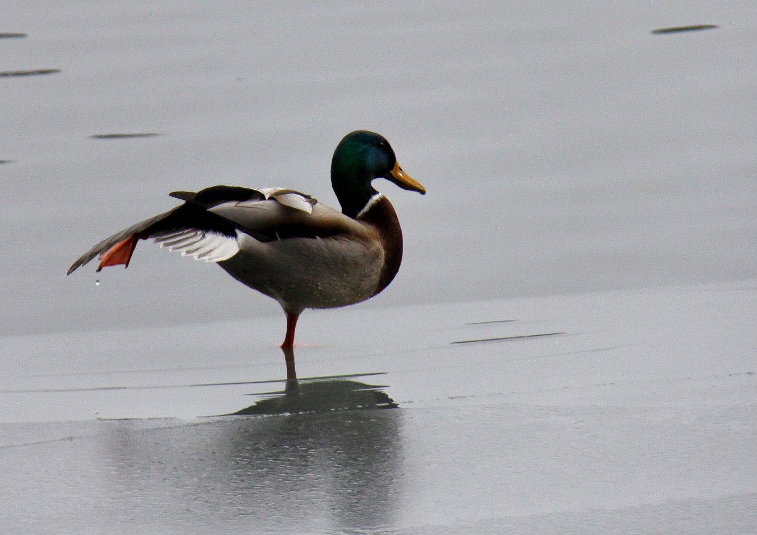 The green head duck standing on one foot