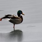 The green head duck standing on one foot