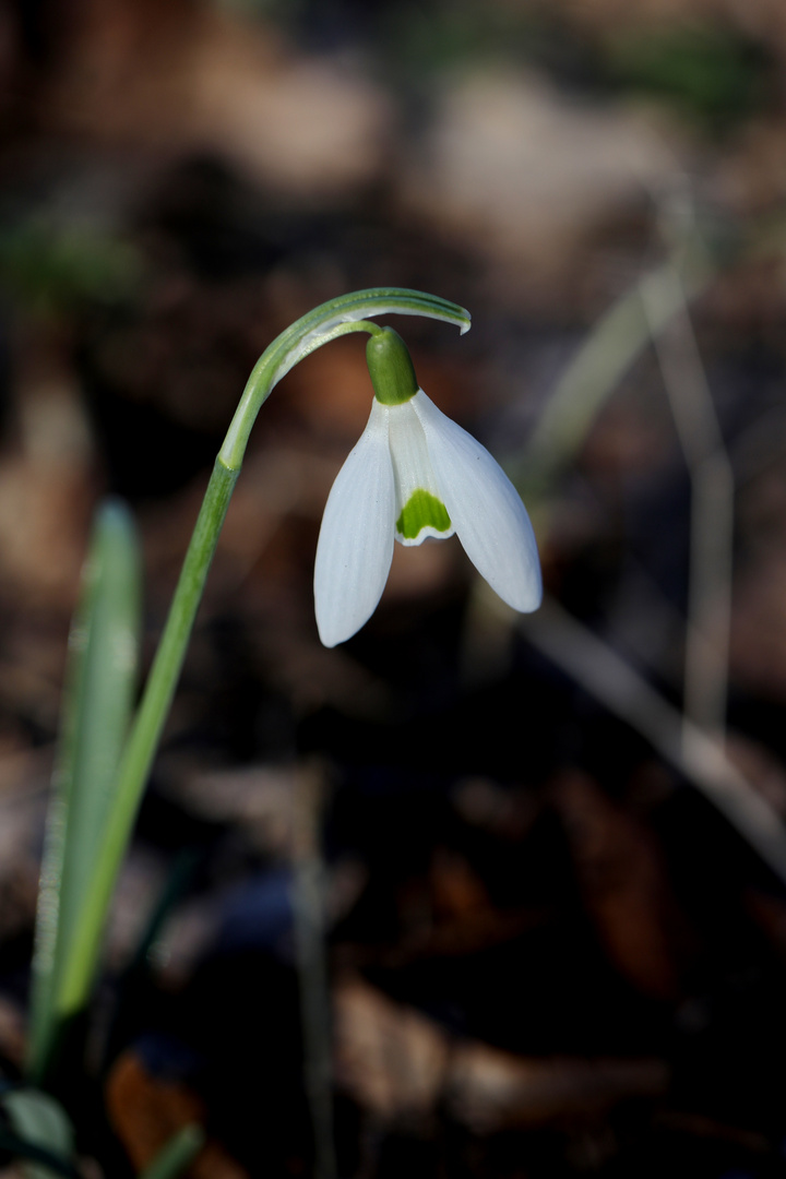 The Green Heart of a Snowdrop