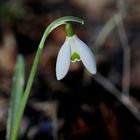 The Green Heart of a Snowdrop