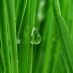 The Green I