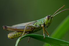 the green jumper