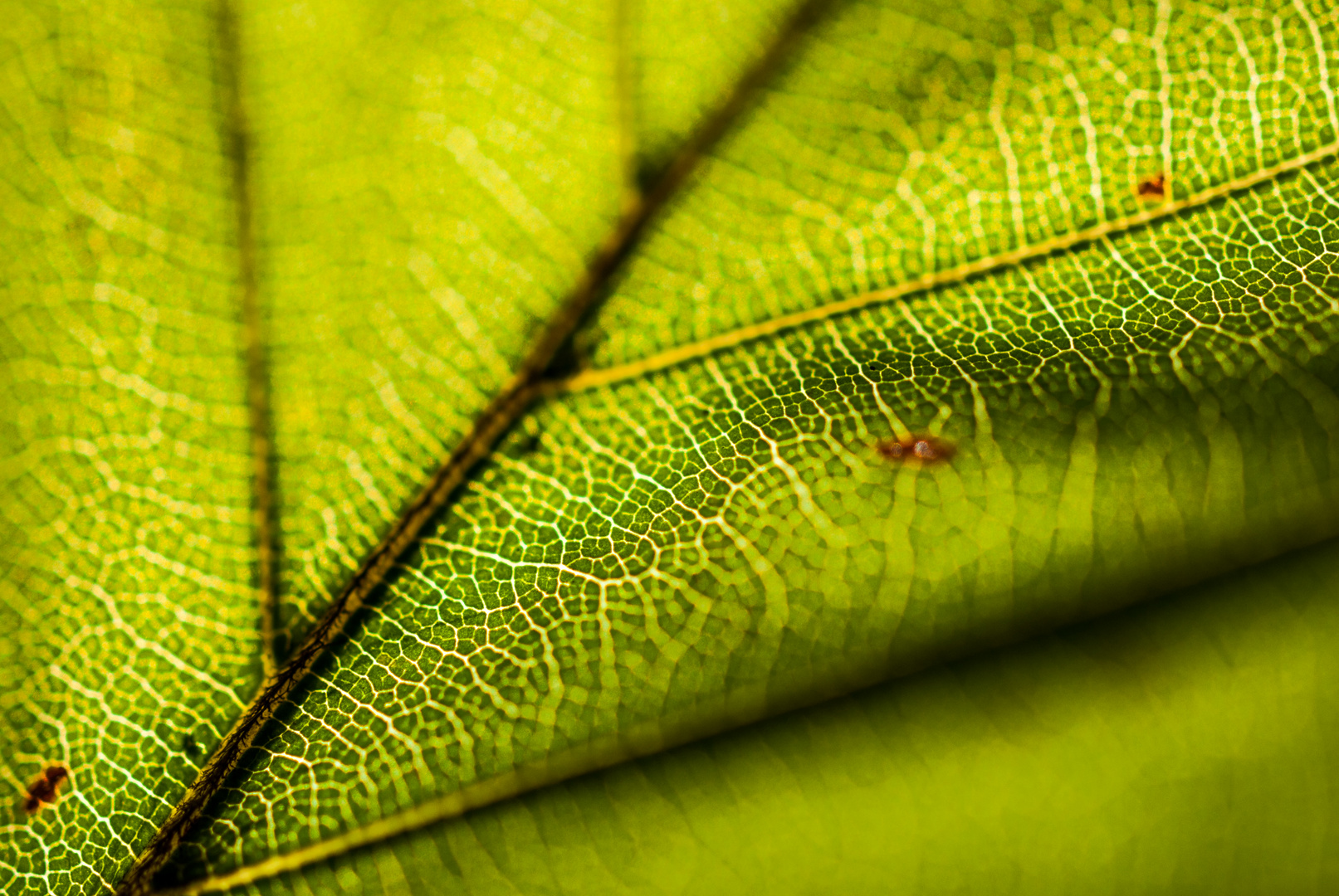 THE GREEN LEAF