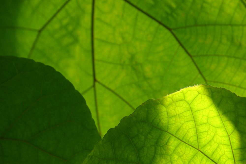 the green leaf in light