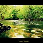 ~ The Green Marsh ~