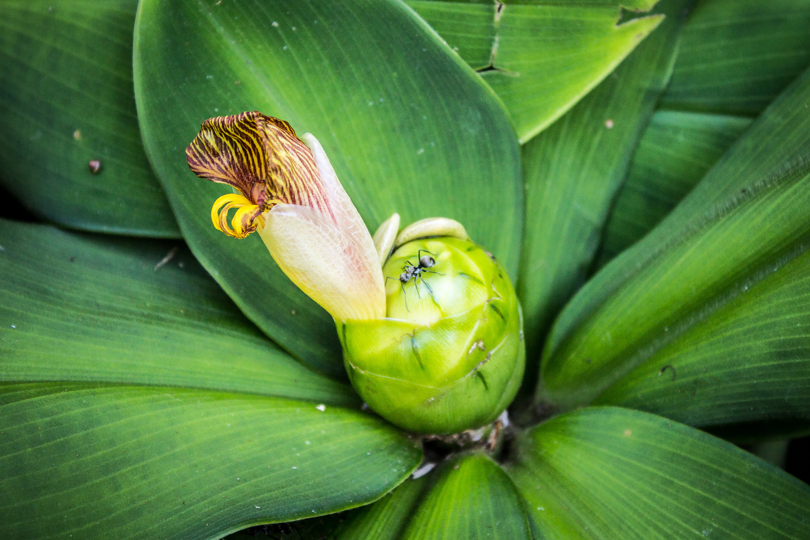 The green of Australia