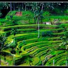 The Green of Bali