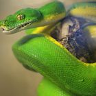 the green snake...