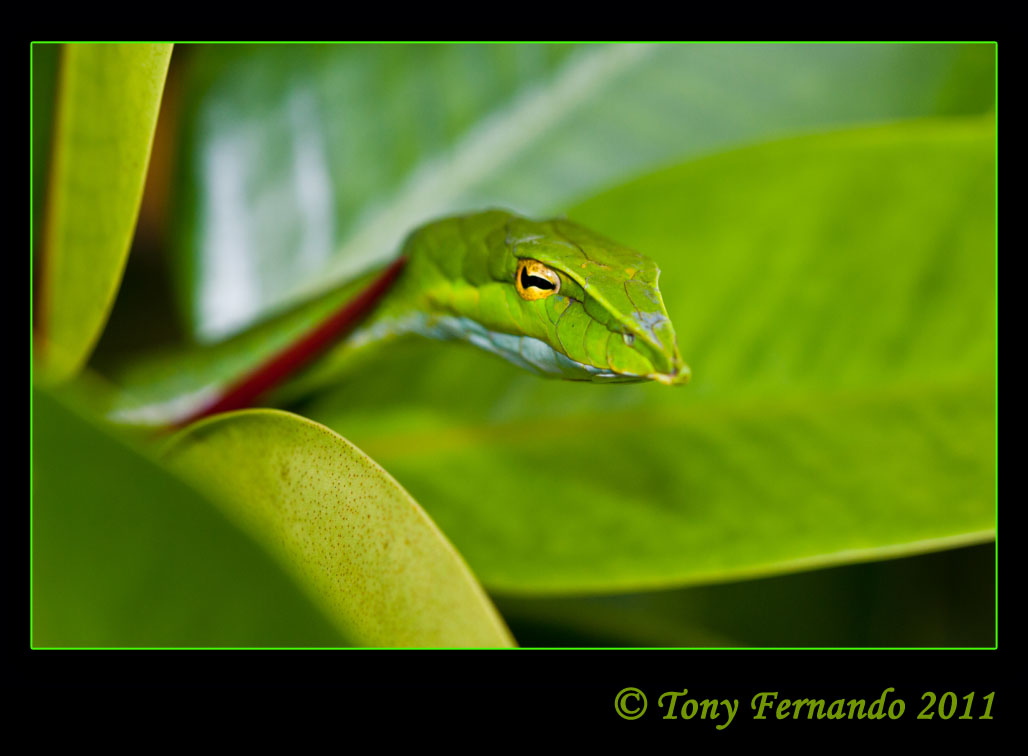 The Green vine snake (Ahaetulla nasuta)