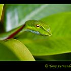 The Green vine snake (Ahaetulla nasuta)
