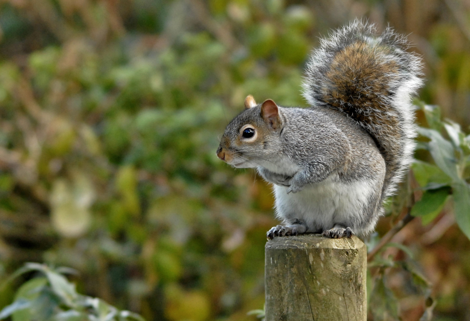 The Grey Squirrel Cull