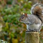 The Grey Squirrel Cull