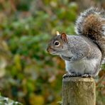 The Grey Squirrel Cull