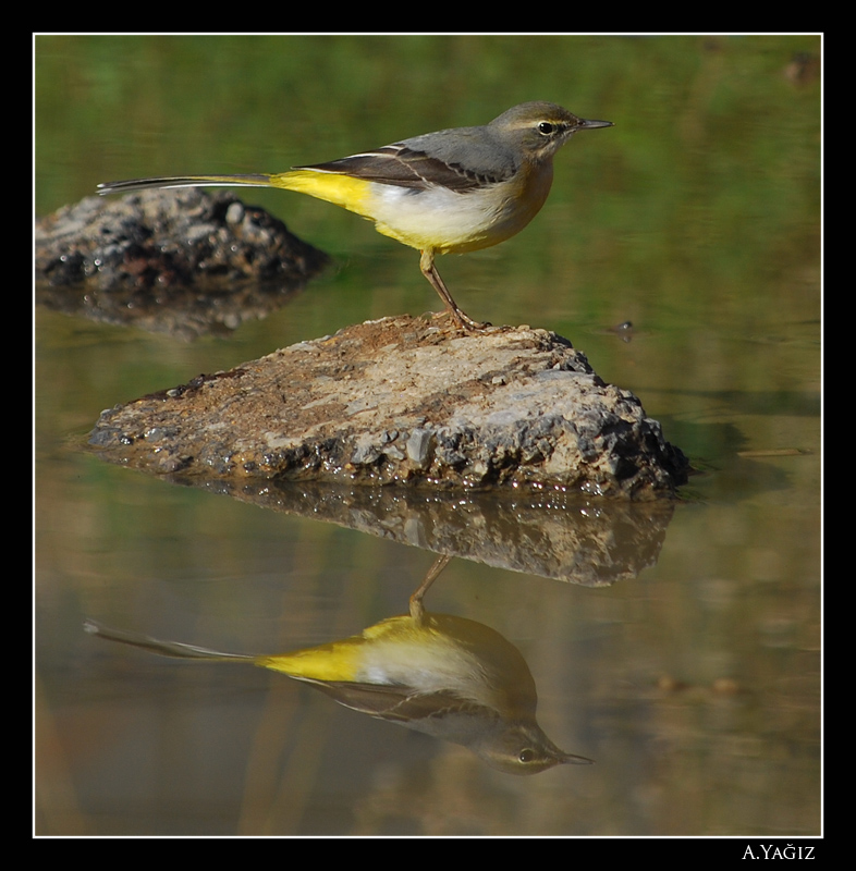 The Grey Wagtail