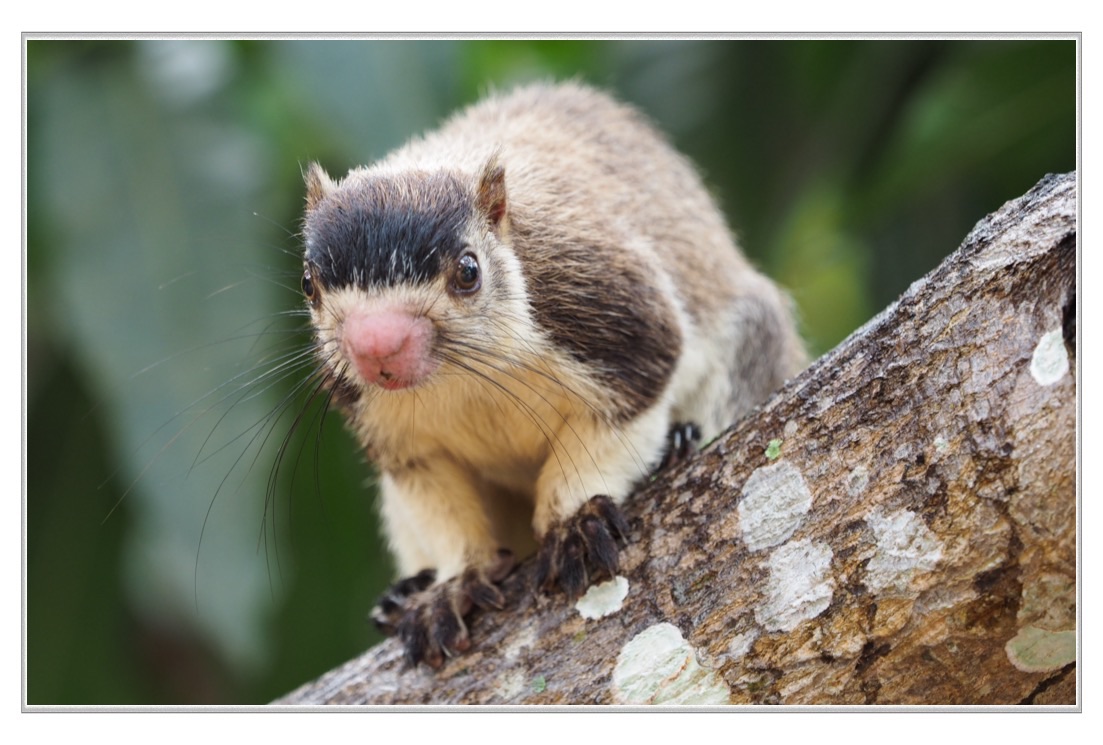 The grizzled giant squirrel