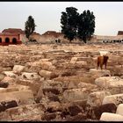 The guardian of the Jewish Cementary in Marrakech