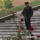 The guardian of the rose - dreaming...