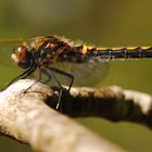 ~ The Guardian of the Three Ways ~ (Leucorrhinia rubicunda, w)