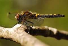 ~ The Guardian of the Three Ways ~ (Leucorrhinia rubicunda, w)