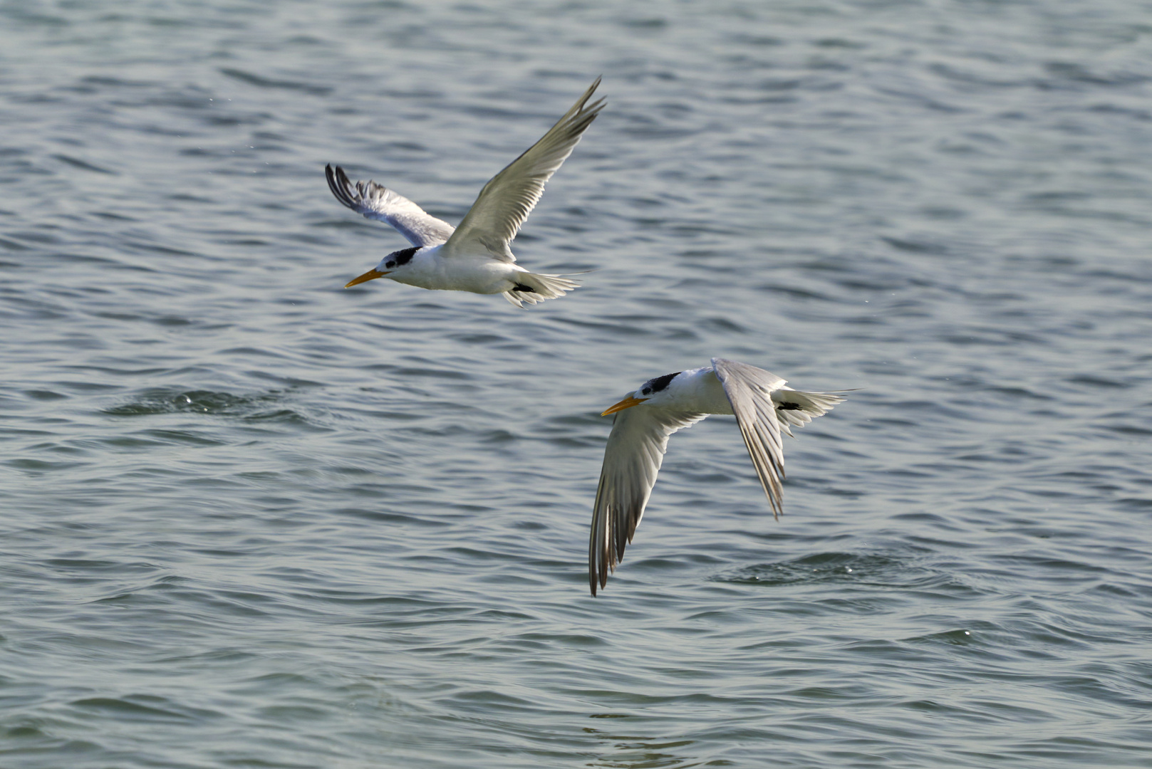 The Gulls 