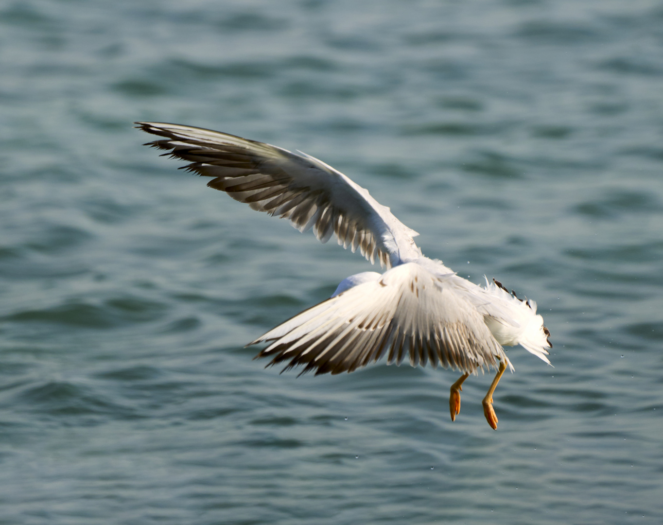 The Gulls 