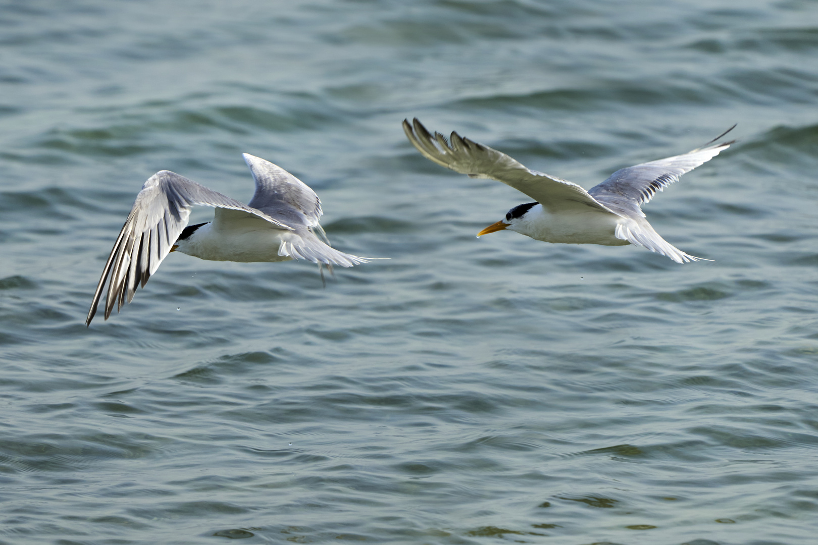 The Gulls 