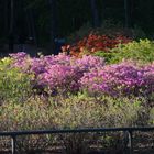 The Haaga Rhododendron Park